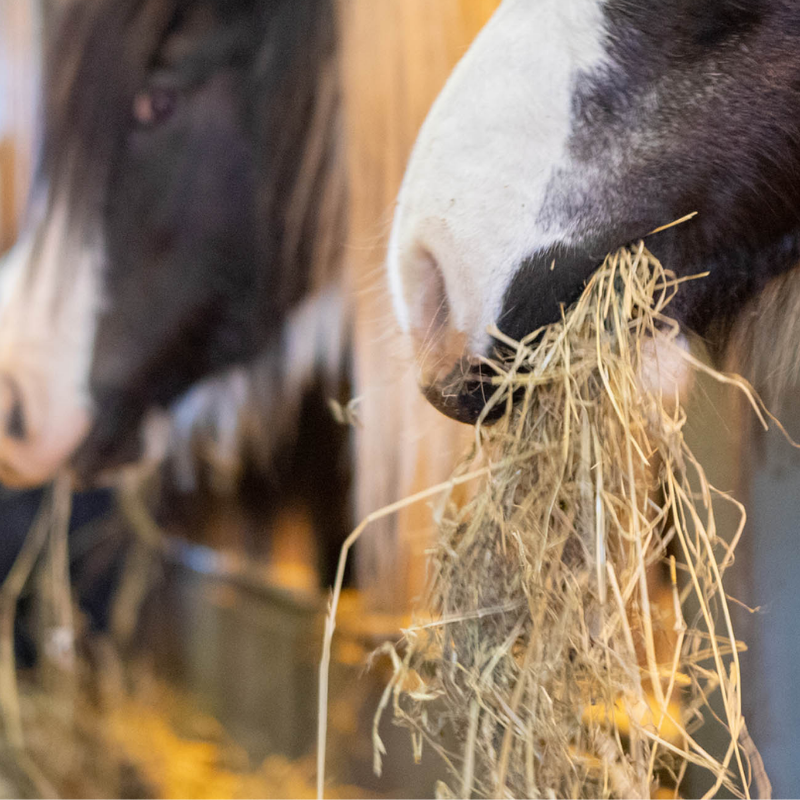 Hevosen ruokintaneuvonta