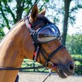 Equick eVysor hevosen lasit (eye protector) Läpinäkyvät linssit