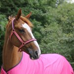 Bucas Dublin riimu Fuchsia