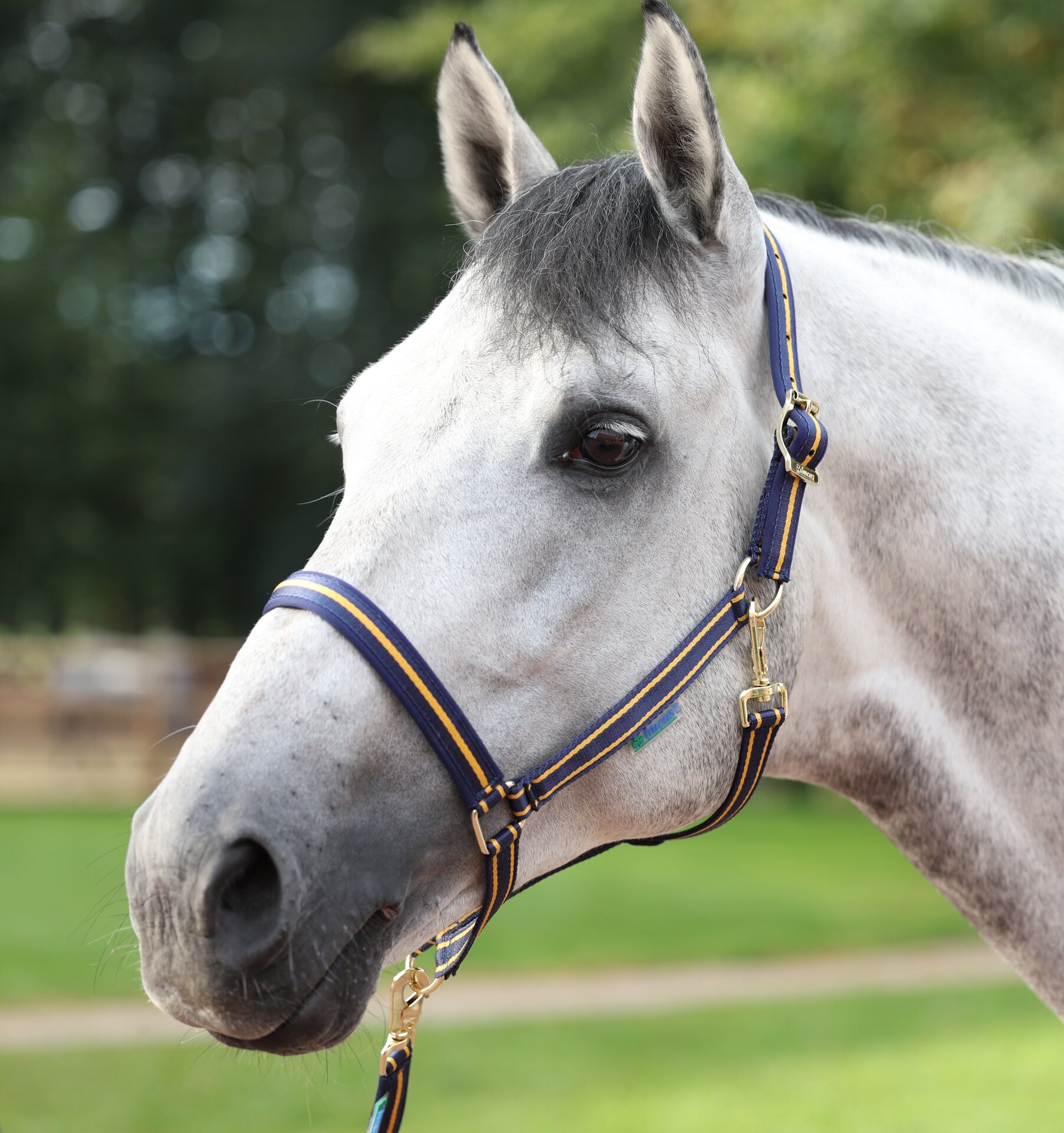 Bucas Dublin riimu Navy/kulta