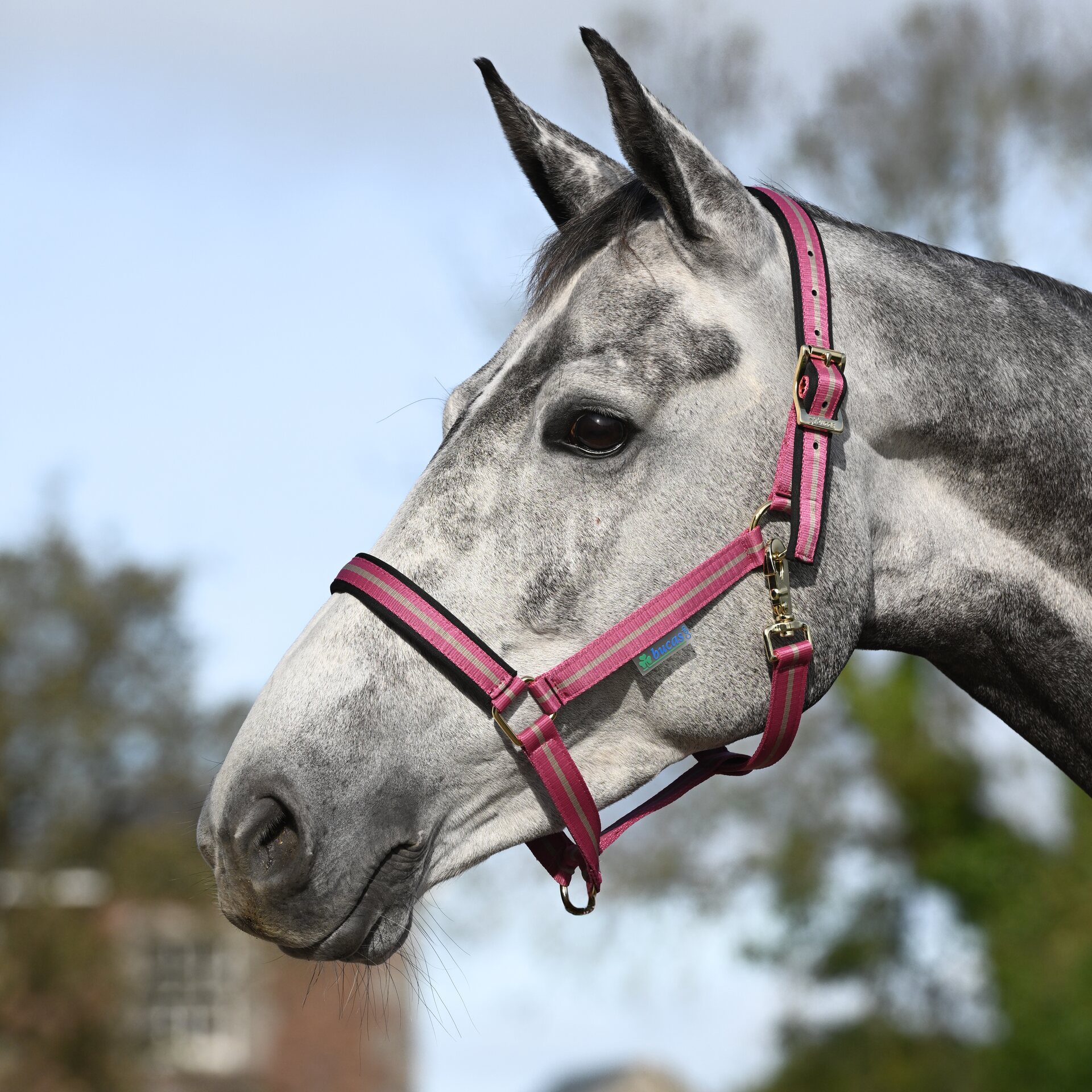 Bucas Dublin riimu Raspberry