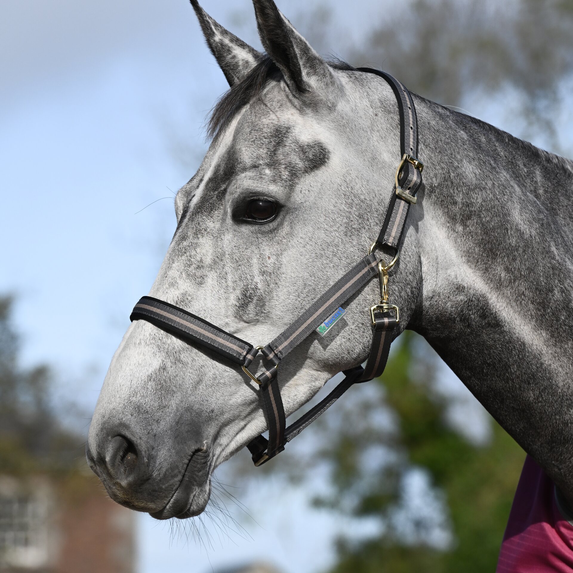 Bucas Dublin riimu Smoke Grey