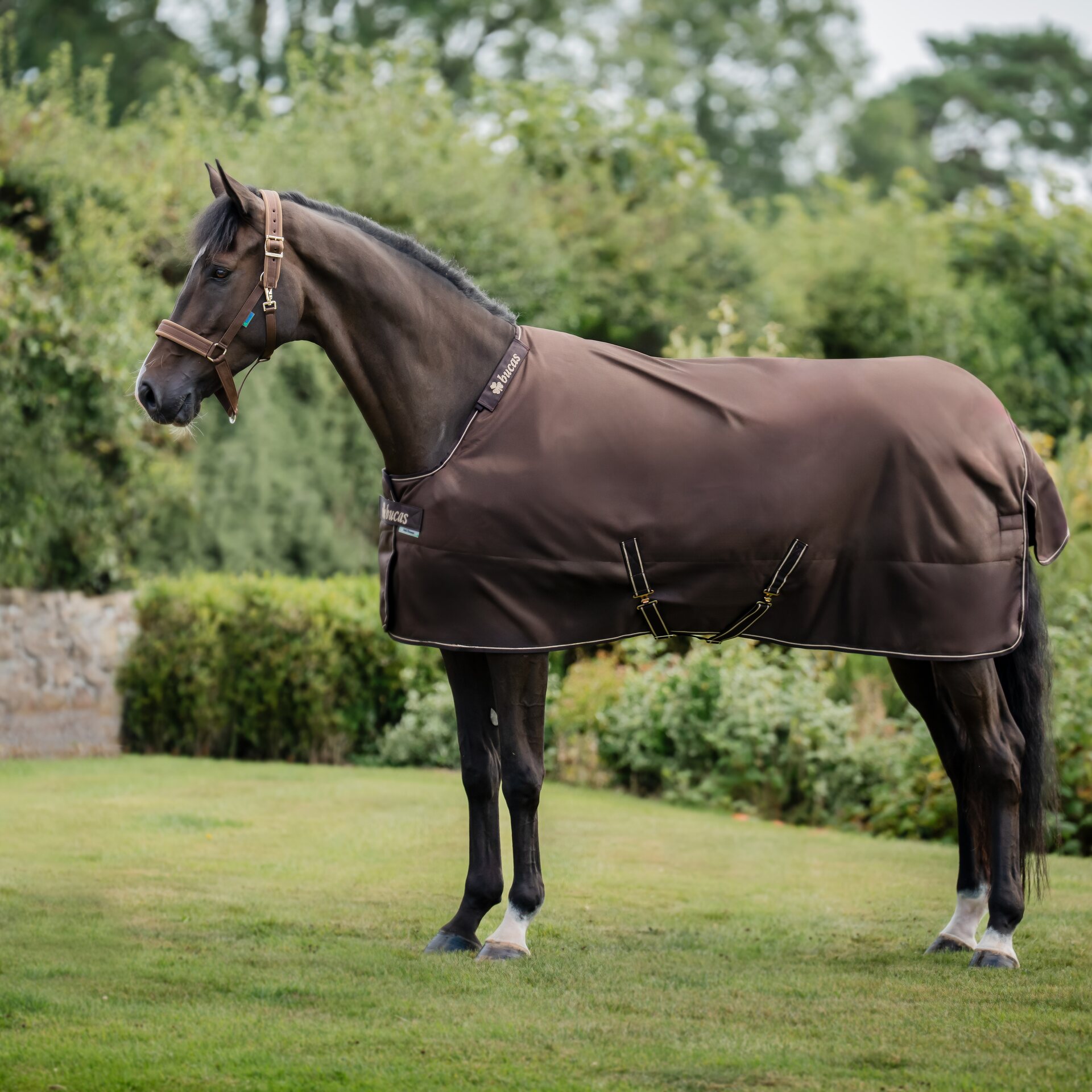 Bucas Irish Turnout Light loimi + kaulakappale setti Espresso