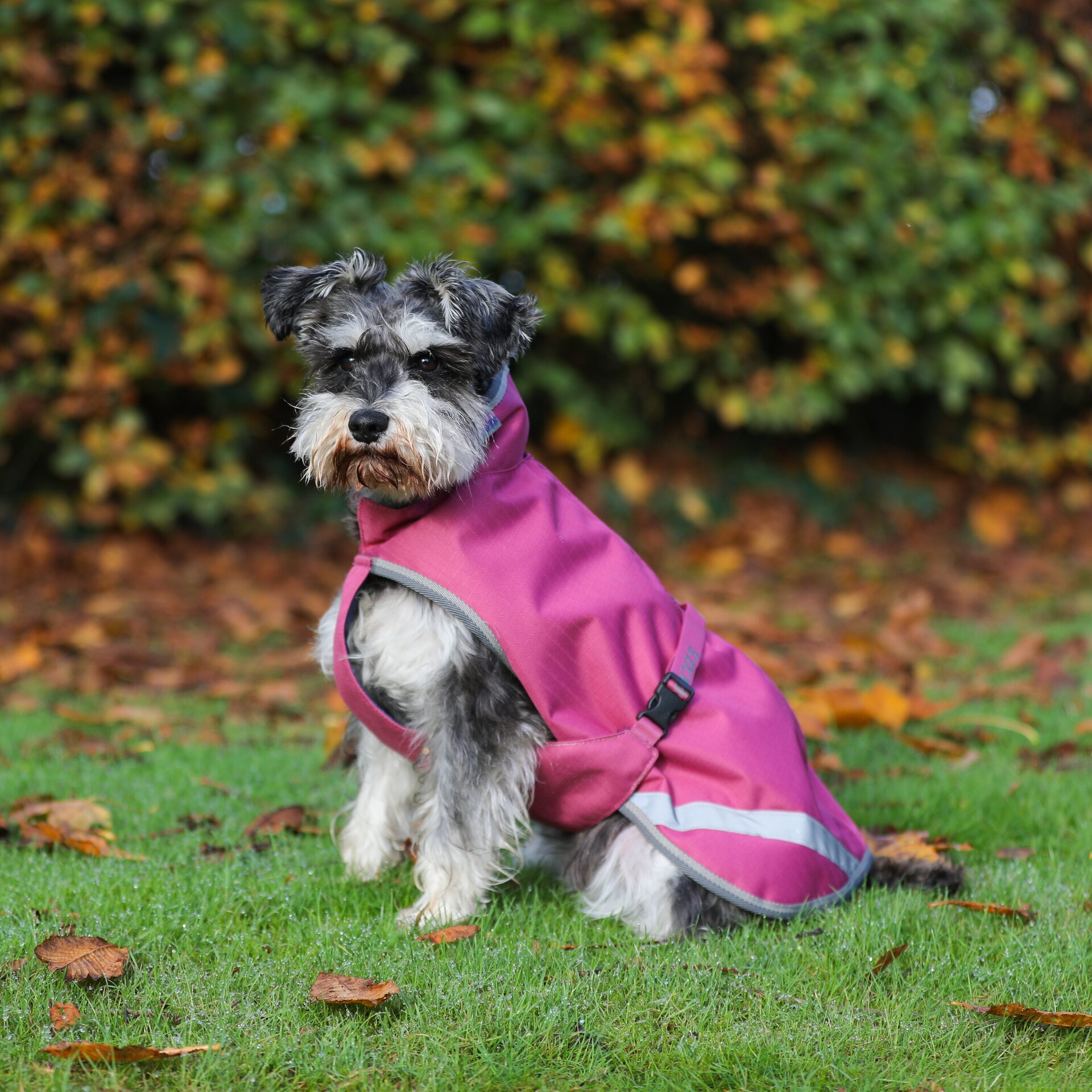 Bucas Freedom 150g koiraloimi Raspberry