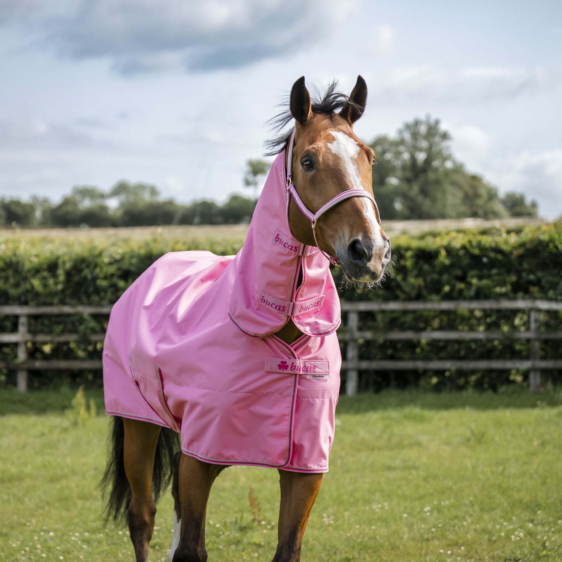 Bucas Freedom Turnout Light Full Neck sadeloimi Aurora