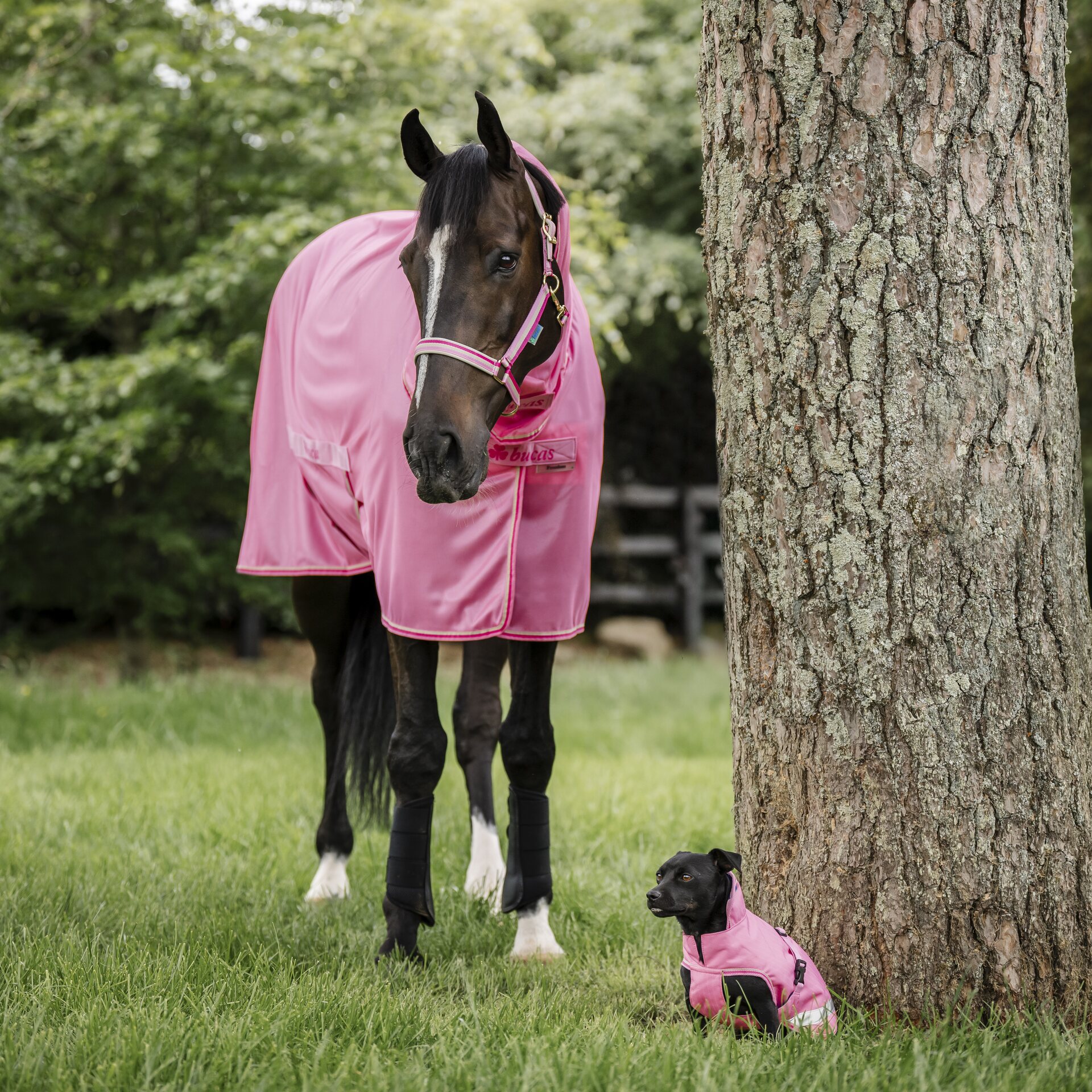 Bucas Freedom Fly Sheet Full Neck hyönteisloimi Aurora Pink