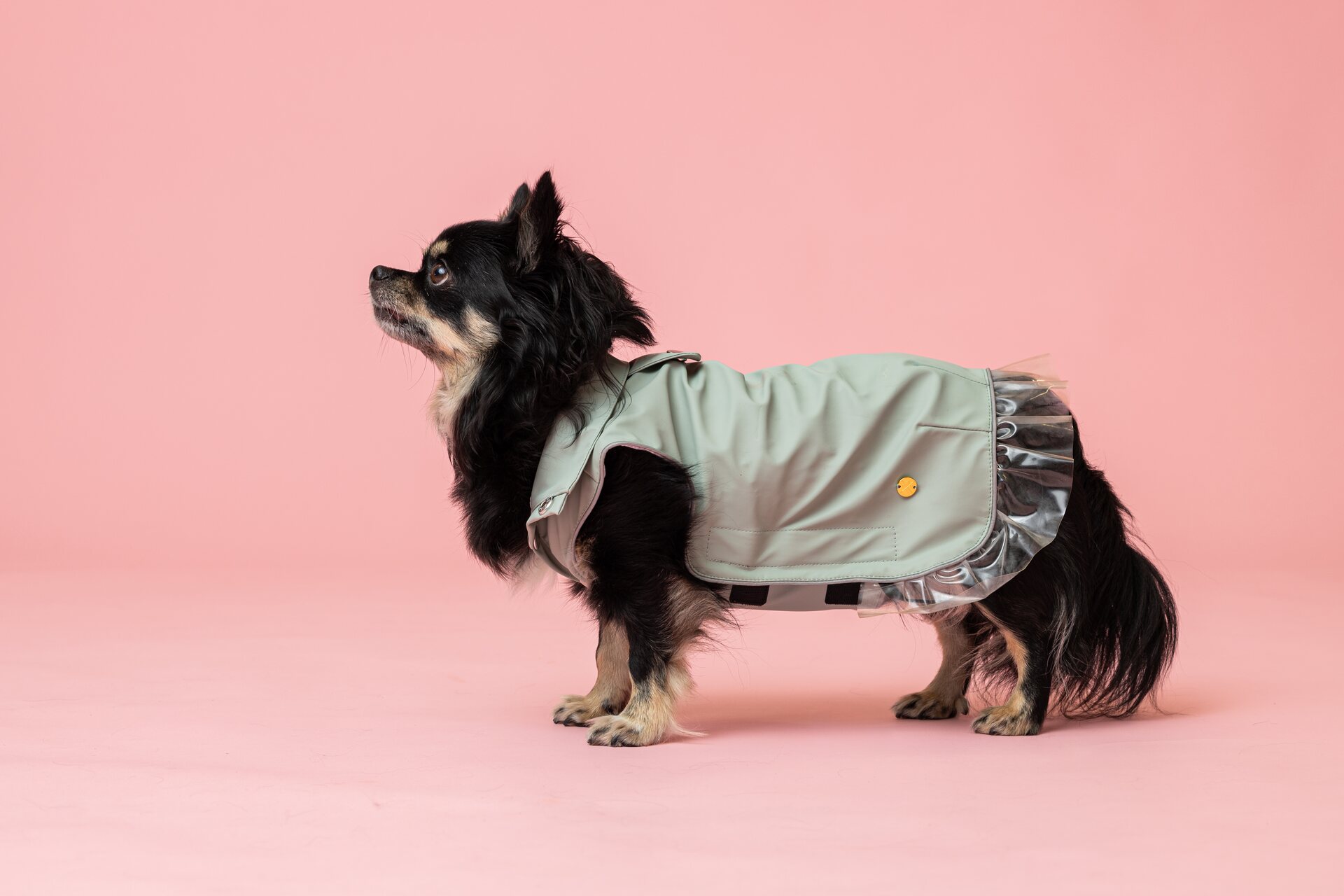 House of Horses Rain a little for dogs Minttu