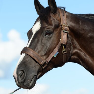 Bucas Comfort riimu, Ruskea/Ruskea, Pony