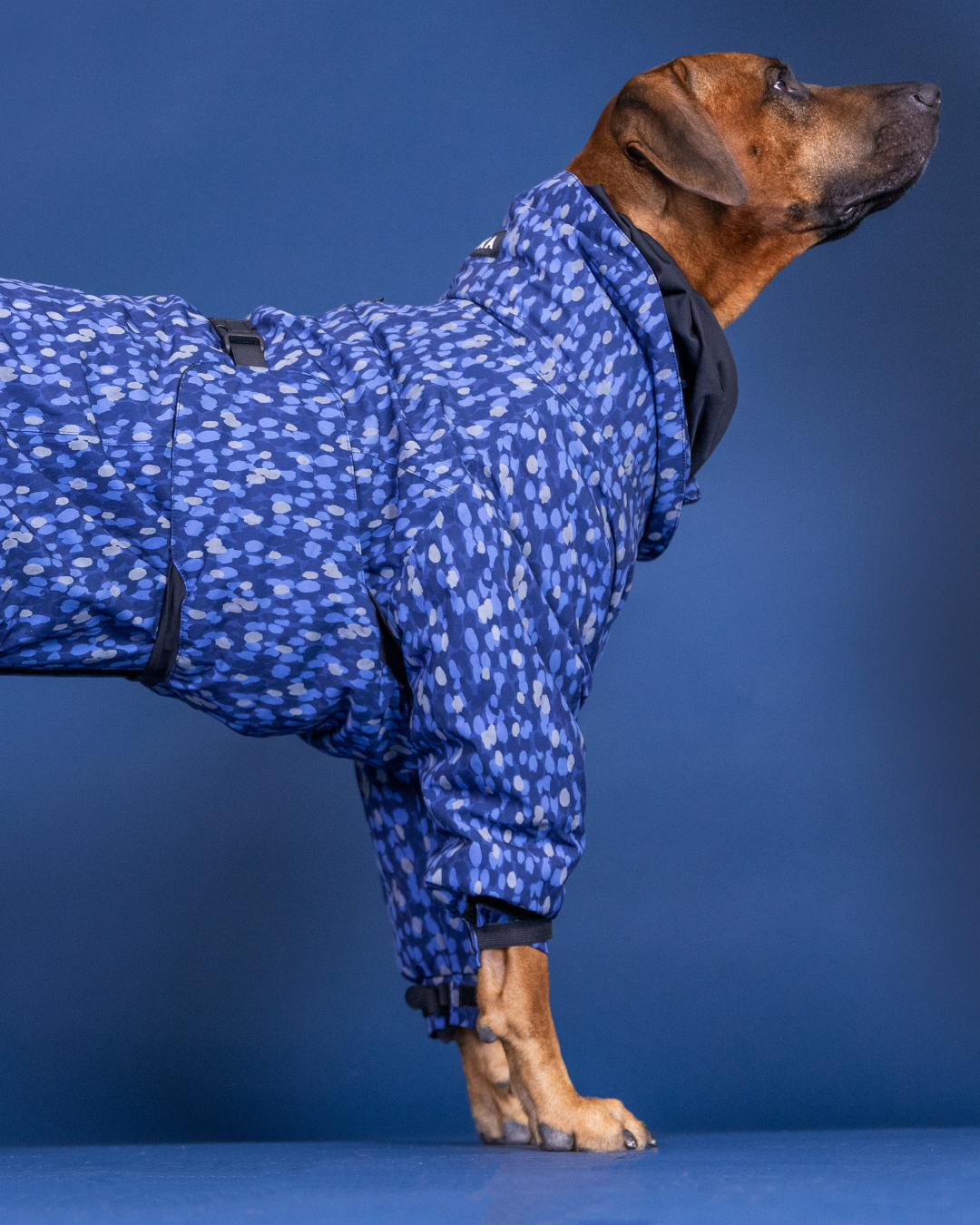 PAIKKA Koiran toppahaalari Sininen pilkullinen