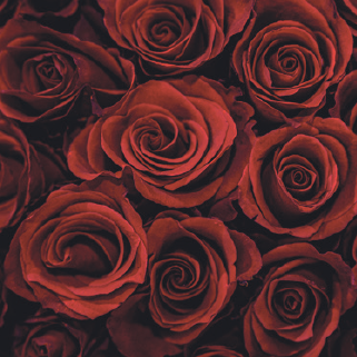 Cremello Reed Diffuser Huonetuoksu Velvet Rose & Patchouli