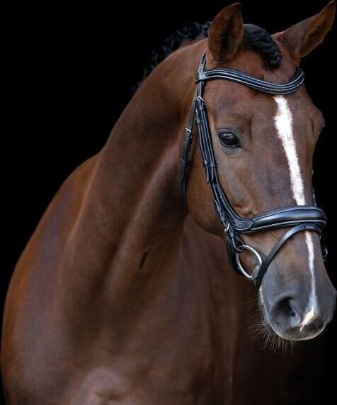 Imperial Riding Anatomisesti muotoillut nivelsuitset Musta