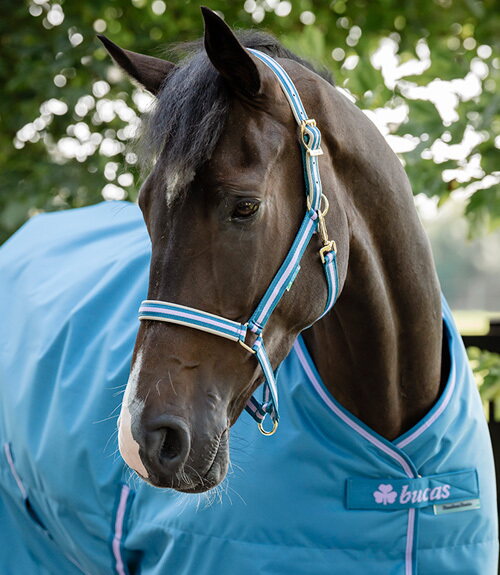 Bucas Freedom Stable 150g talliloimi Blueberry