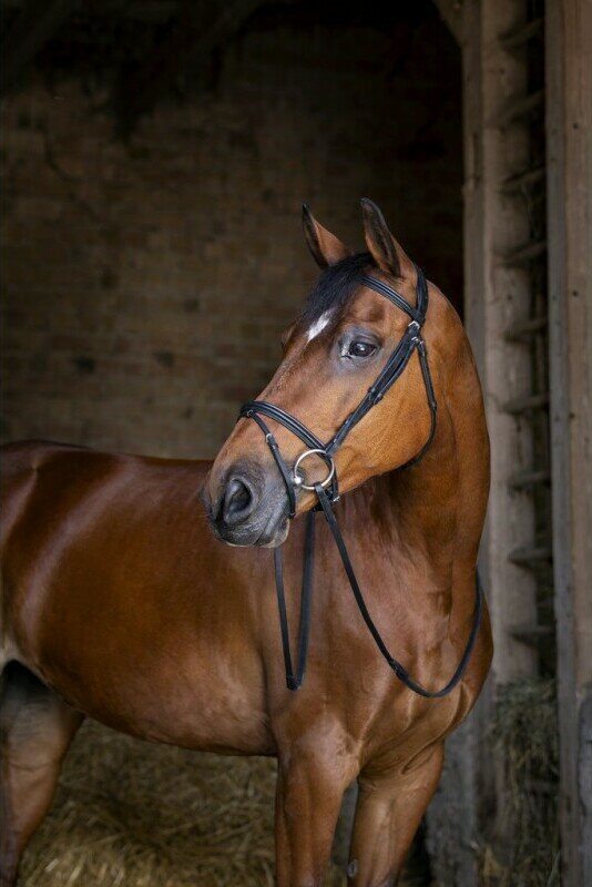 Eric Thomas Hybrid Confort nivelsuitset Musta