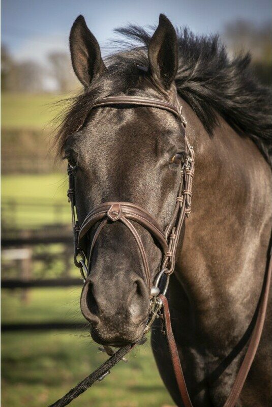 Pénélope Elegance nivelsuitset Havana