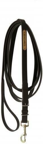 Kentucky Stallion Lead Musta