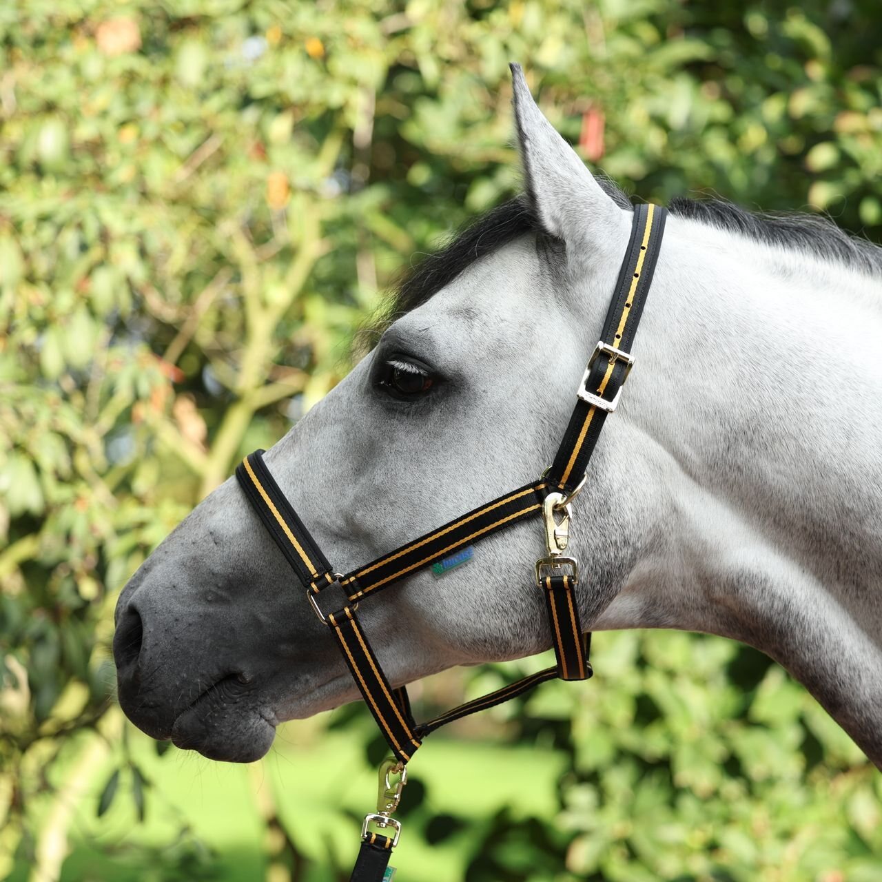 Bucas Dublin riimu Musta/Kulta