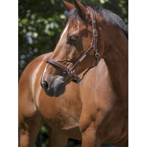 Norton Pro Grooming Nahkariimu