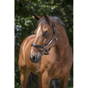 Norton Pro Grooming Nahkariimu