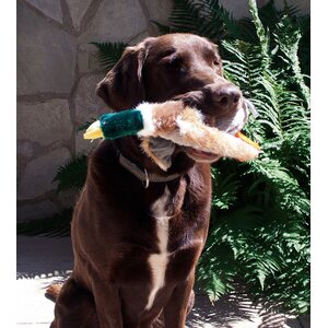 USG Country Dog koiran pehmolelu