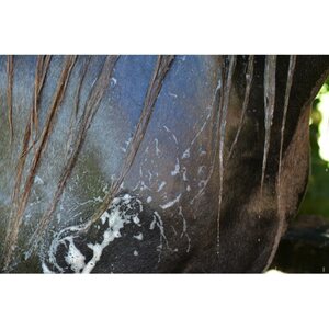 Ravene Easy Shine kimoshampoo 500ml
