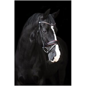 Imperial Riding Fria nivelsuitset