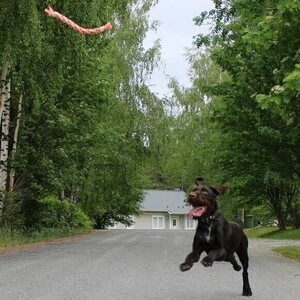 Finnero Taavi koiran vetolelu