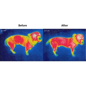 Bucas Therapy koiraloimi 150g
