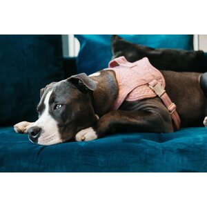 Kentucky Body Safe Wool koiran valjaat