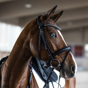 Kieffer Essentilas Xia nivelsuitset