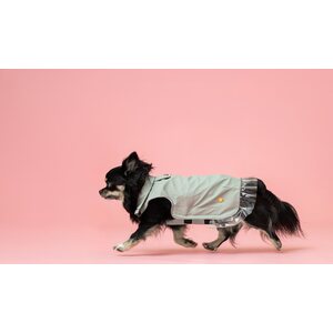 House of Horses Rain a little for dogs