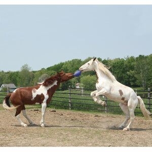 Horsemen's Pride Jolly Ball lelupallo