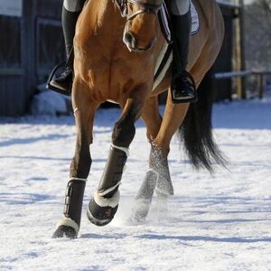 Kentucky karvasuojat