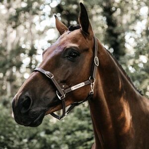 Kentucky Flexible nahkariimu