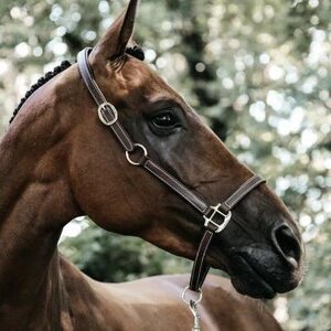 Kentucky Flexible nahkariimu