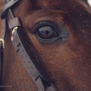 Dy'on Fokus Blinkers