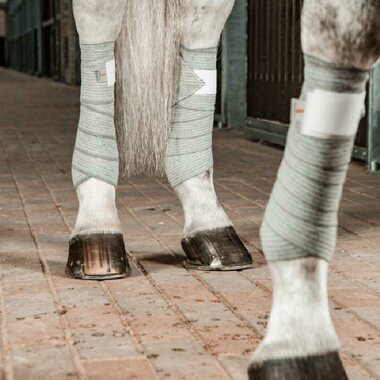 Incrediwear Equine Circulation Pintelit