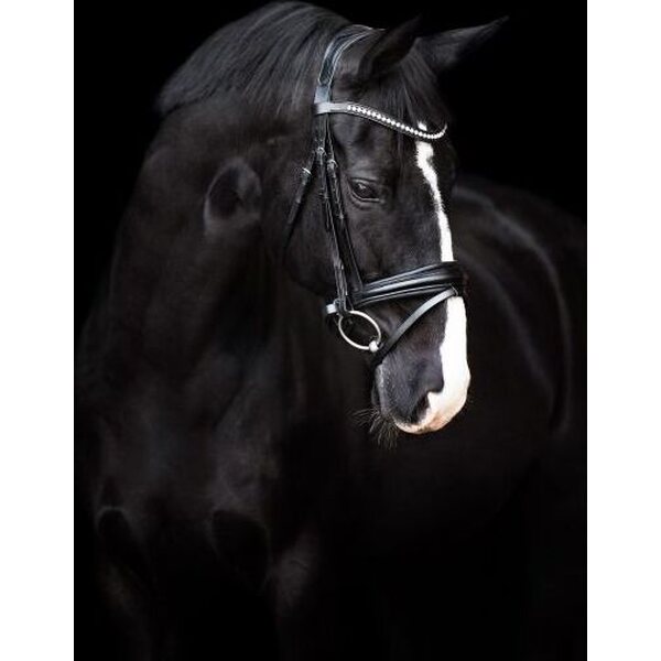 Imperial Riding Fria pullback turparemmi