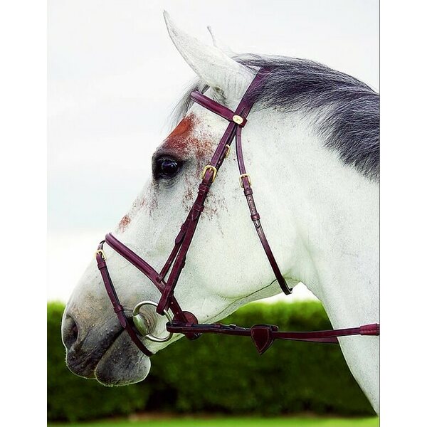 Dy'on Flash Noseband suitset