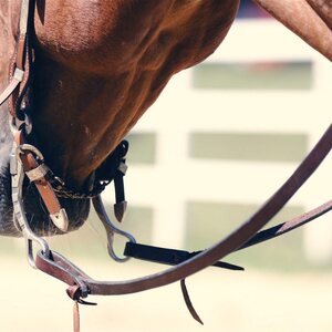 Reins